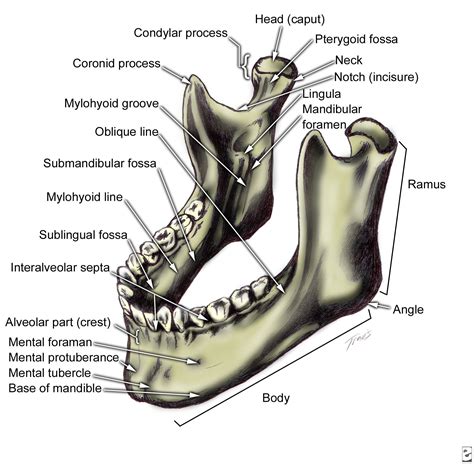 Mandibular anatomy | Facial bones, Dental anatomy, Anatomy bones