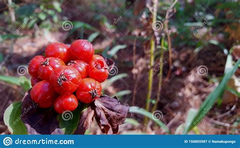 Vaccinium Vitis-idaea or Lingonberry is a Short Evergreen Shrub in the ...