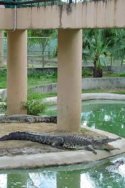 Davao Crocodile Park