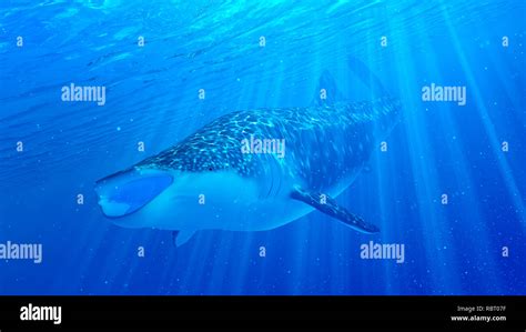 Illustration of a whale shark Stock Photo - Alamy