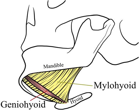 Geniohyoid Function