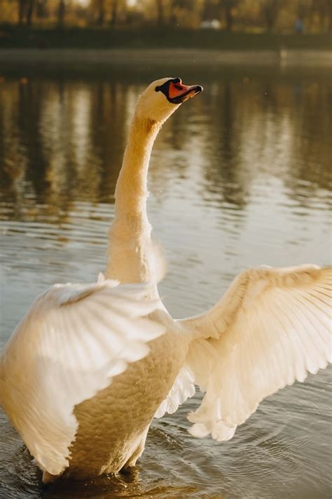 Free picture: swan, curious, close-up, white, bird family, bird, water ...