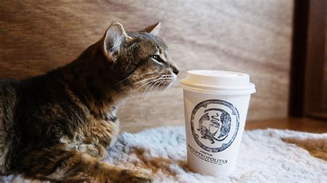 Seattle's first cat café finally opens doors in Wallingford | Seattle ...