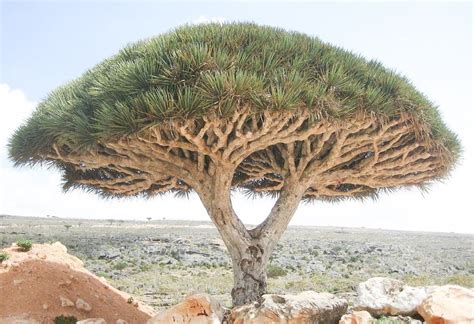 The Strange and Intriguing Dragon Blood Tree of Socotra Island - Owlcation