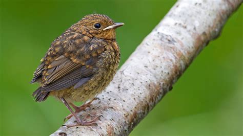 Baby Bird Identification: UK Garden Birds - Woodland Trust