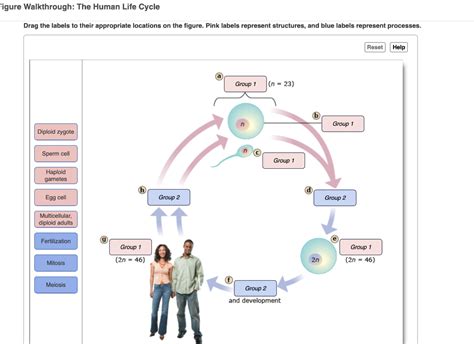 Human Life Cycle Diagram