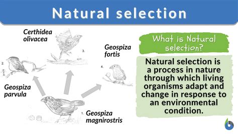 Stabilizing Selection Example In Animals