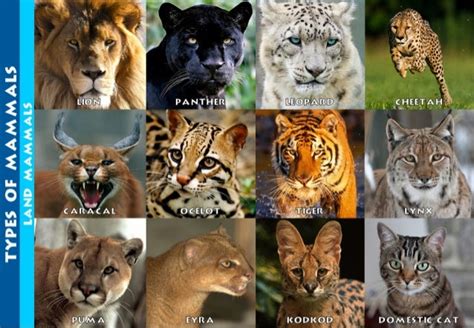 TYPES OF MAMMAES LAND MAMMALS