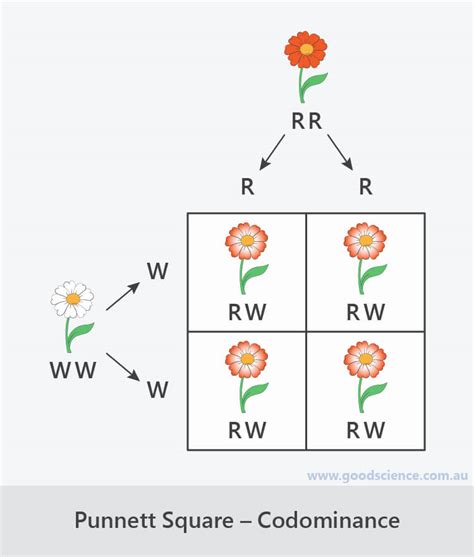 How To Do Punnett Squares With Incomplete Dominance