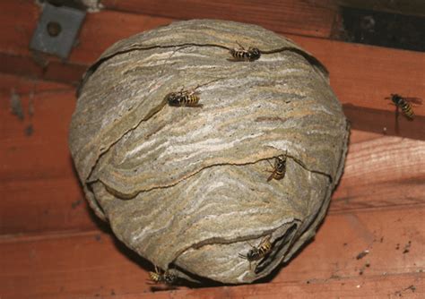 Paper Wasp Nest | Wasp nest, Wasp, Bee identification