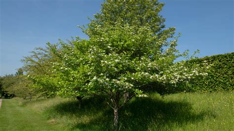 How To Grow And Care For A Hawthorn Tree