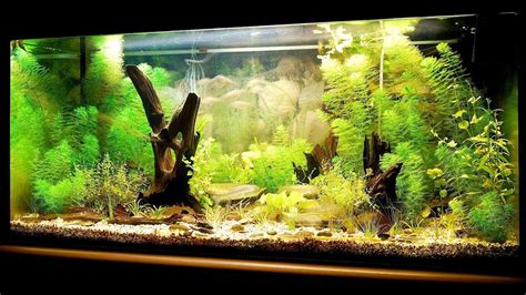 Fish Tank Setup (Beginners Guide): How to Set Up an Aquarium