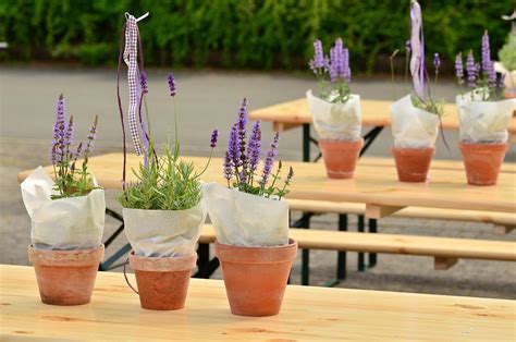 Lavender for Pots Care Guide - Caring for Potted Lavender