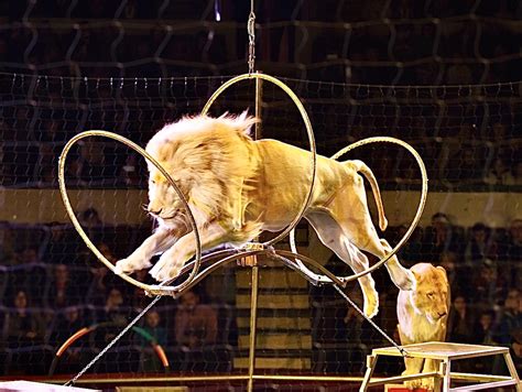 Take Action Today For American Circus Animals, Urge Your Senators To ...