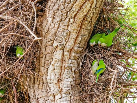 Monk Parakeet Nesting (Behavior, Eggs + Location) | Birdfact