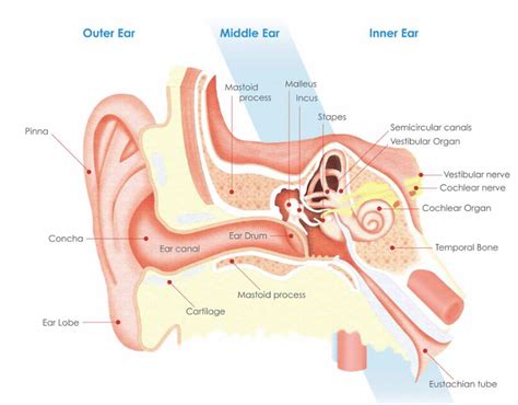 Pulsatile Tinnitus – Symptoms, Causes & Treatment Options