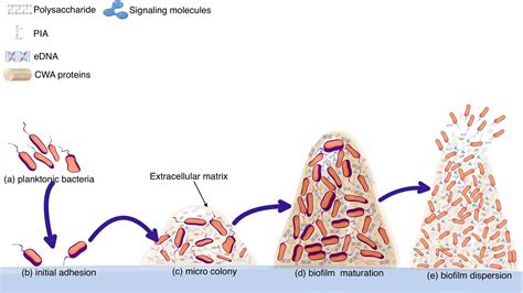 Frontiers | Strategies to prevent, curb and eliminate biofilm formation ...