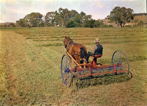 Horsedrawn 9-Foot Seed Dump Hay Rake (Lucerne), 1940 - Museum Victoria ...