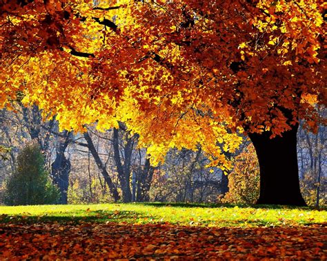 Autumn Oak Tree Wallpapers - Wallpaper Cave