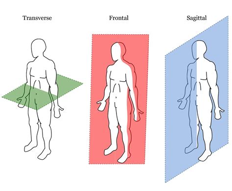 Sagittal Plane Movements