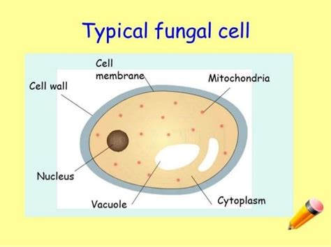 Fungal Cell Diagram