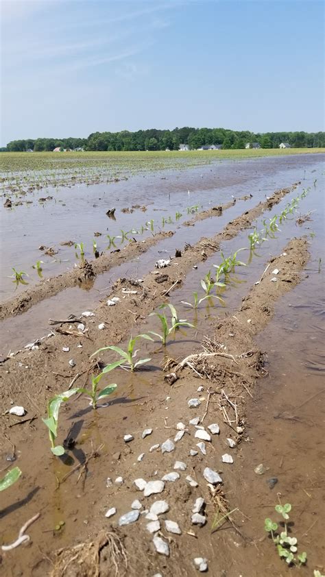 Thinking About Denitrification and Saturated Soils | Delaware Agronomy Blog