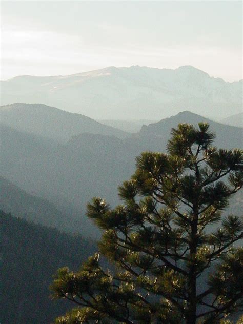 a pine tree with mountains in the background