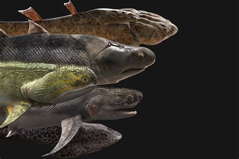 Gallery: Ancient Fish Fossils Reveal Evolutionary History - Caixin Global