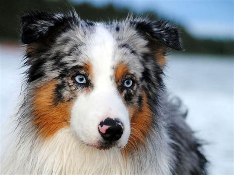 The Australian Shepherd Dog: A True Western Hero - CaninePlanet.net