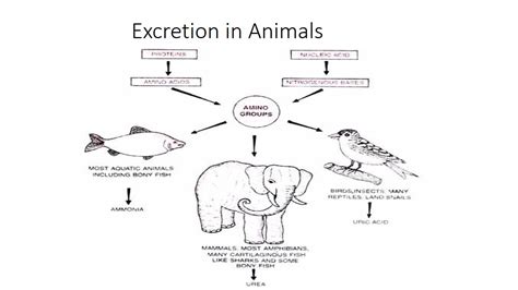 Excretion in Animals; significance of excretion, modes and types of ...