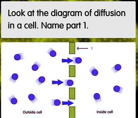 i need help im so close to passing look at the diagram of diffusion in ...