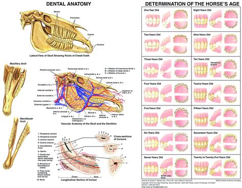 Horse Teeth Age Chart