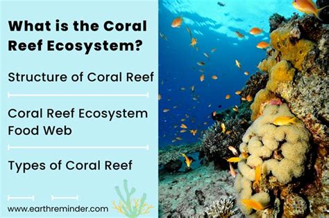 Coral Reef Ecosystem: Structure, Food Web, and Types