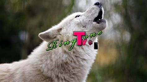 Wolf Sound - Ringtone - YouTube