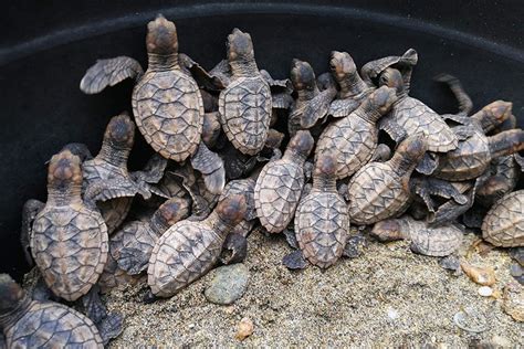 38 hawksbill sea turtle hatchlings released in Zambo Norte