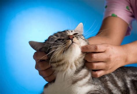 Arthritis and Joint Pain in Cats: It's More Common Than You Think