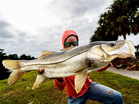 How to Fish for Snook: The Complete Guide