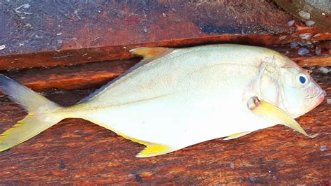 YELLOWFIN TREVALLY FISH CUTTING | කහ පරවා - YouTube