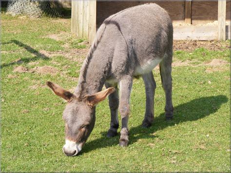 Donkey - Cross on back | Whipsnade Zoo | Paul | Flickr