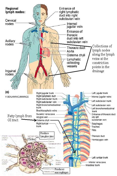 My Point of View: Lymphatic System