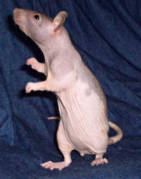 hairless rat such an amazing pet.. this is the cutest rat I've ever seen