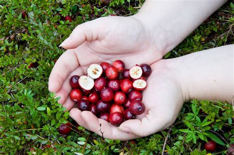 The 3 Foragers: Foraging for Wild, Natural, Organic Food: Wild ...