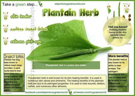 Discover the Surprising Medicinal Uses of Plantain