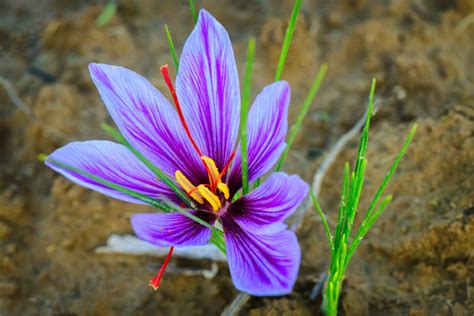 Crocus Flower Meaning and Symbolism – A to Z Flowers