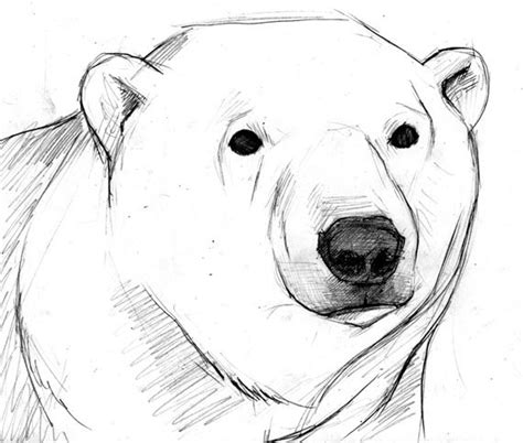 Polar Bear Head Drawing Bear Polar Realistic Drawing Animal Waiting ...