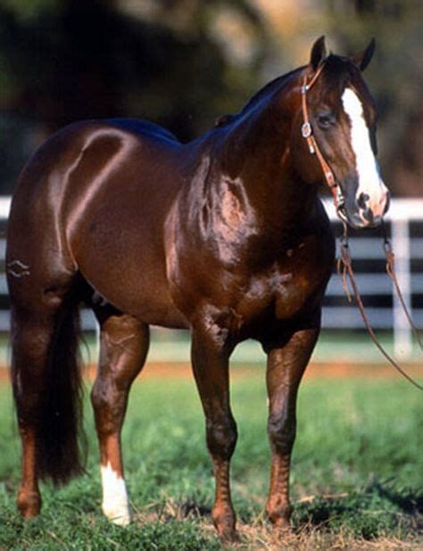 90+ Doc Bar ideas | quarter horse, american quarter horse, aqha horses