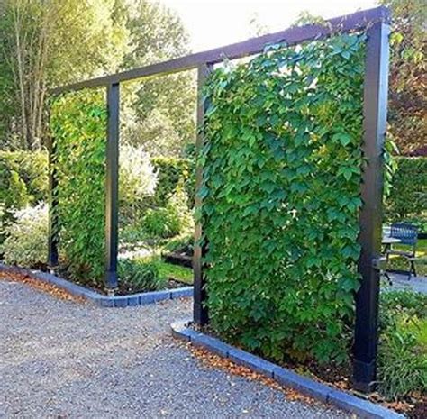 Privacy Fence Virginia Creeper/parthenocissus/ 20 Ft Climber 1st Year ...