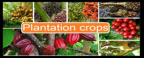 Identification of Plantation Crops