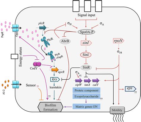 Schematic representation of the regulatory network controlling biofilm ...