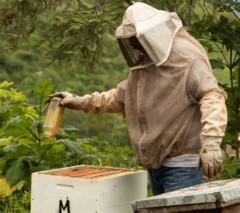 Guide to Feeding Bees Sugar Water - Beekeeping 101